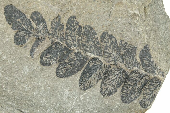 Pennsylvanian Fossil Fern (Neuropteris) Plate - Kentucky #252393